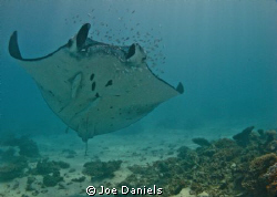 Male Manta showing his belly by Joe Daniels 